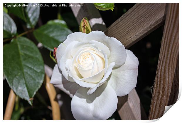 White rose Print by Thanet Photos