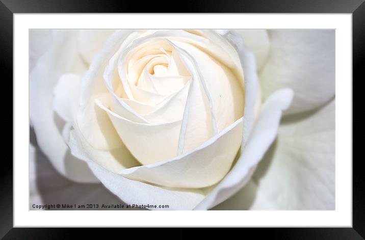 Single white Rose Framed Mounted Print by Thanet Photos