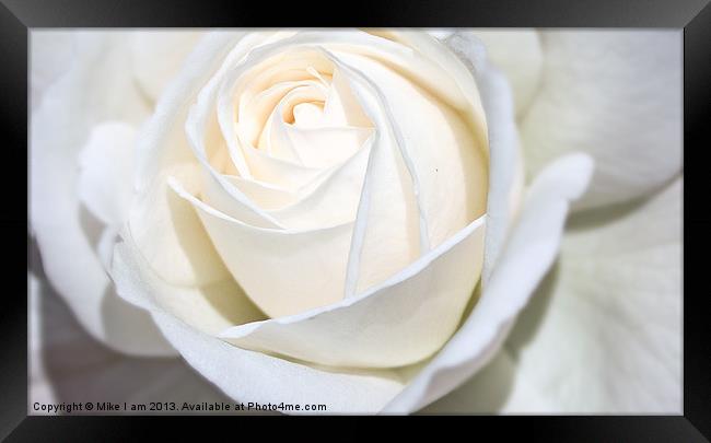 Single white Rose Framed Print by Thanet Photos