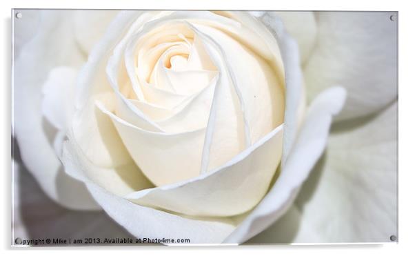 Single white Rose Acrylic by Thanet Photos