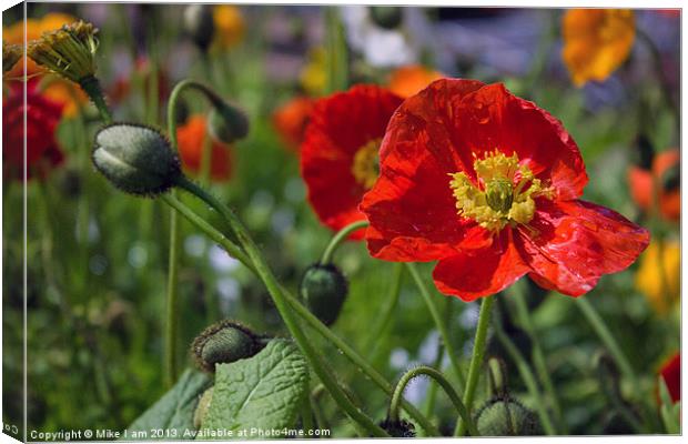 Poppies Canvas Print by Thanet Photos