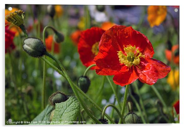 Poppies Acrylic by Thanet Photos