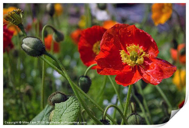 Poppies Print by Thanet Photos