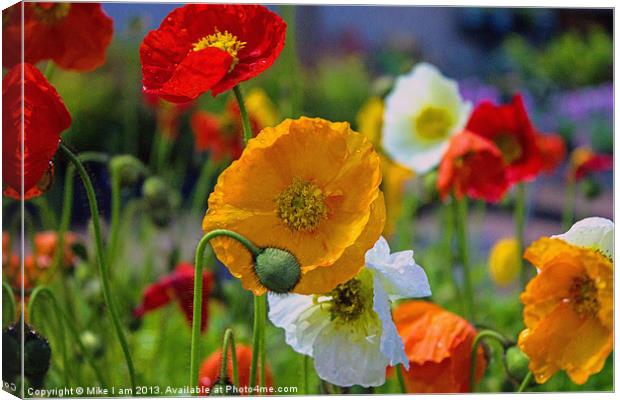 Colourful Poppy Canvas Print by Thanet Photos