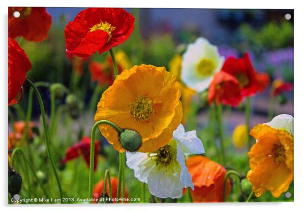 Colourful Poppy Acrylic by Thanet Photos