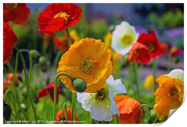 Colourful Poppy Print by Thanet Photos