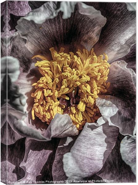 STAMENS OF A PEONY Canvas Print by Rob Toombs