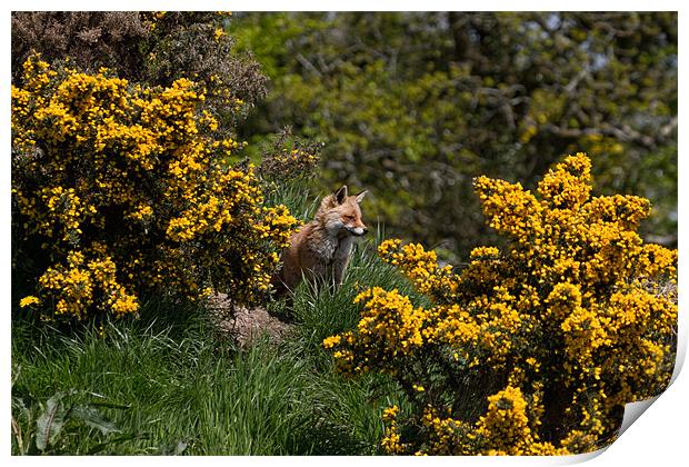 Fox on the hill Print by Val Saxby LRPS