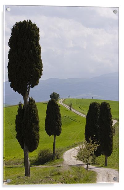 Crete pinetrees Acrylic by Thomas Schaeffer