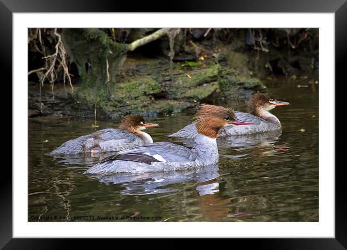 Goosander mother and young Framed Mounted Print by Jim Jones
