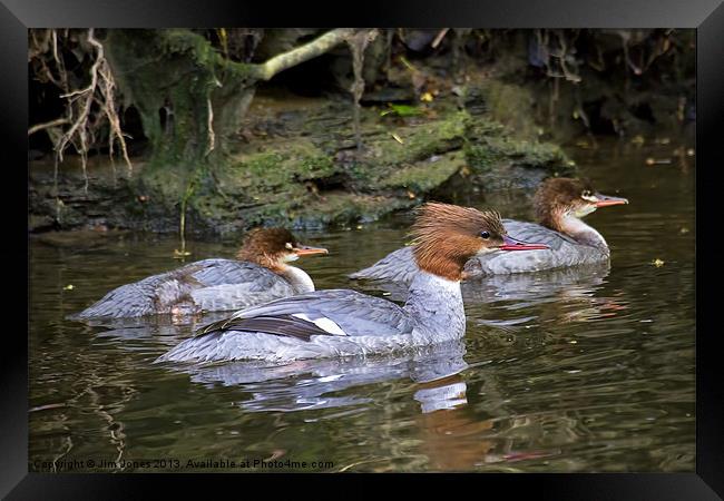 Goosander mother and young Framed Print by Jim Jones