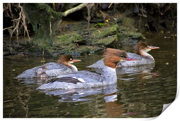 Goosander mother and young Print by Jim Jones