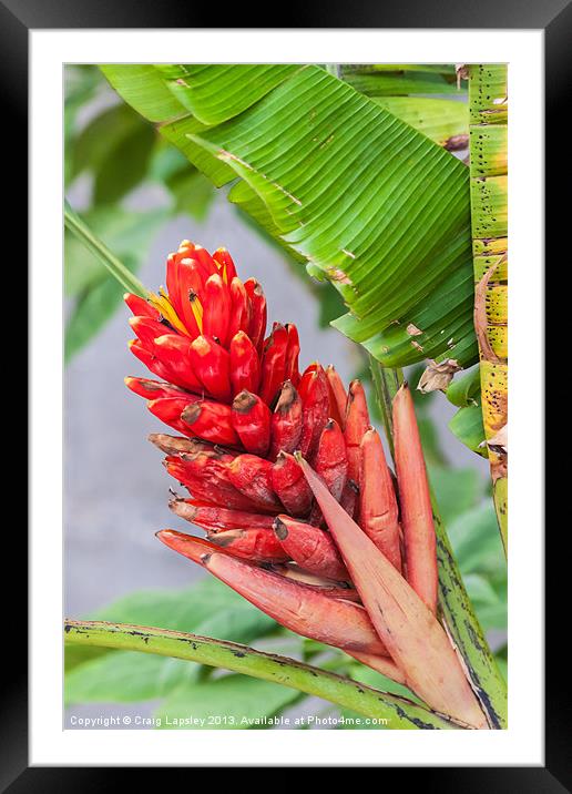 red heliconia flower Framed Mounted Print by Craig Lapsley
