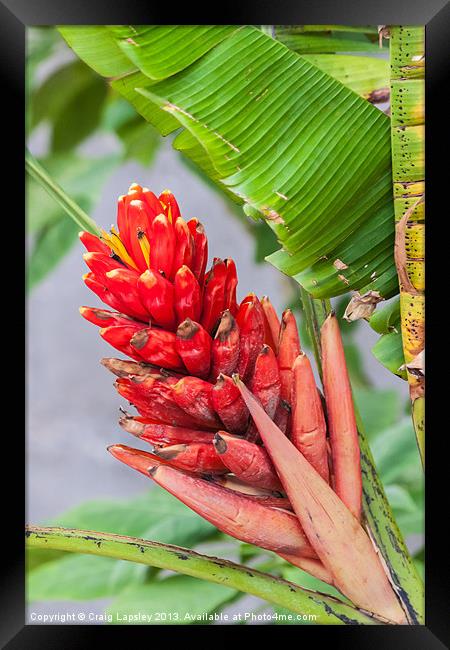 red heliconia flower Framed Print by Craig Lapsley