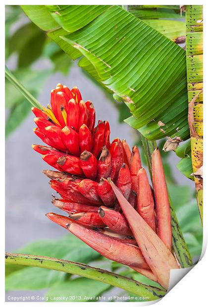 red heliconia flower Print by Craig Lapsley