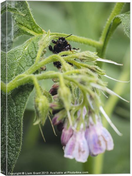 Bumblebee on Russian Comfrey. Canvas Print by Liam Grant