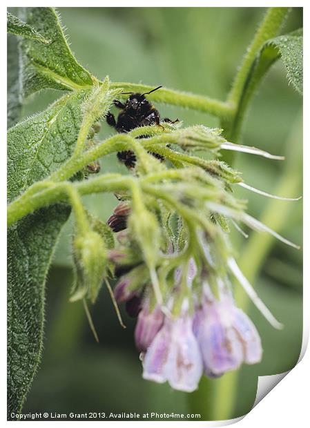 Bumblebee on Russian Comfrey. Print by Liam Grant