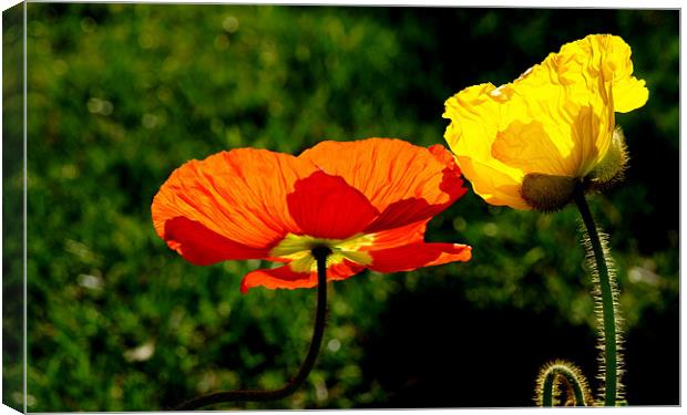 Two Poppies Canvas Print by Hamid Moham