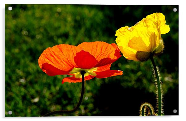 Two Poppies Acrylic by Hamid Moham