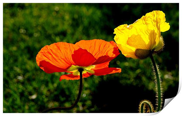 Two Poppies Print by Hamid Moham