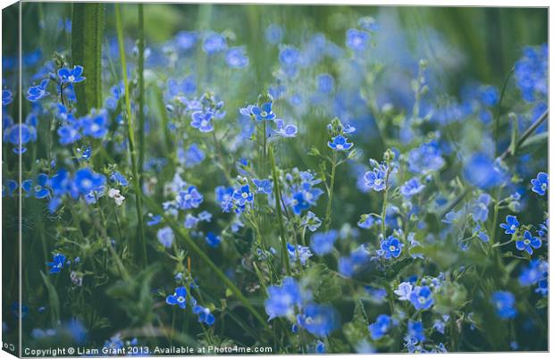 Germander Speedwell (Veronica chamaedrys) growing  Canvas Print by Liam Grant