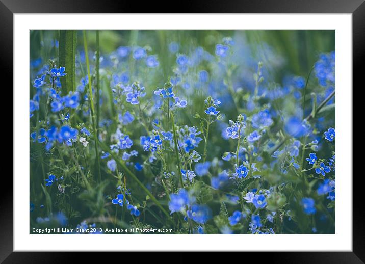 Germander Speedwell (Veronica chamaedrys) growing  Framed Mounted Print by Liam Grant