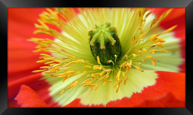 Poppy Close-up Framed Print by Hamid Moham