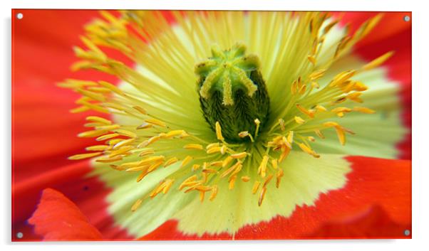 Poppy Close-up Acrylic by Hamid Moham