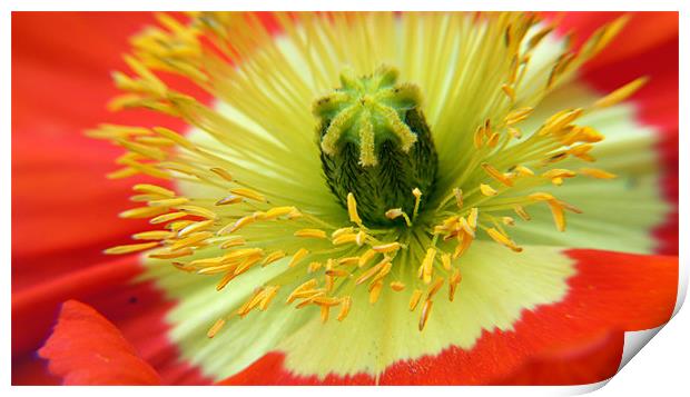 Poppy Close-up Print by Hamid Moham