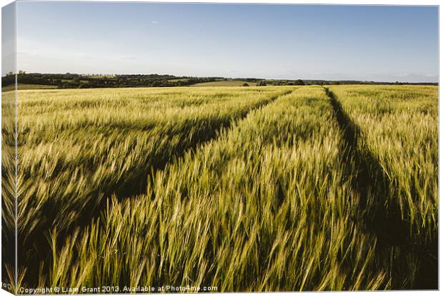 Evening sunlight on a field of barley. Canvas Print by Liam Grant