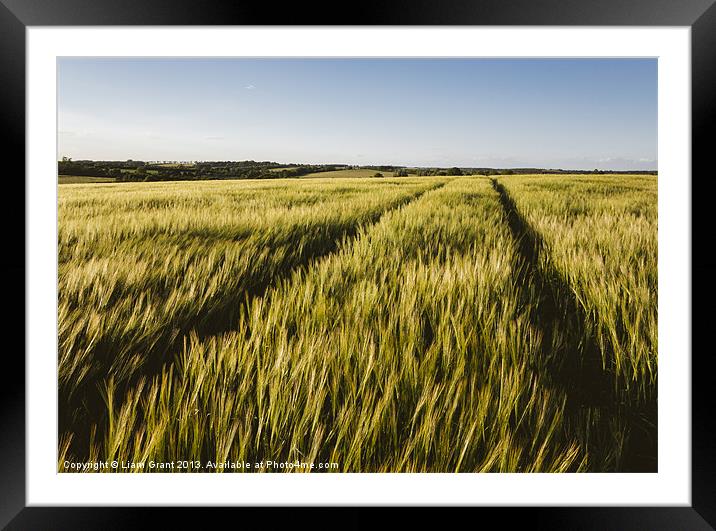 Evening sunlight on a field of barley. Framed Mounted Print by Liam Grant