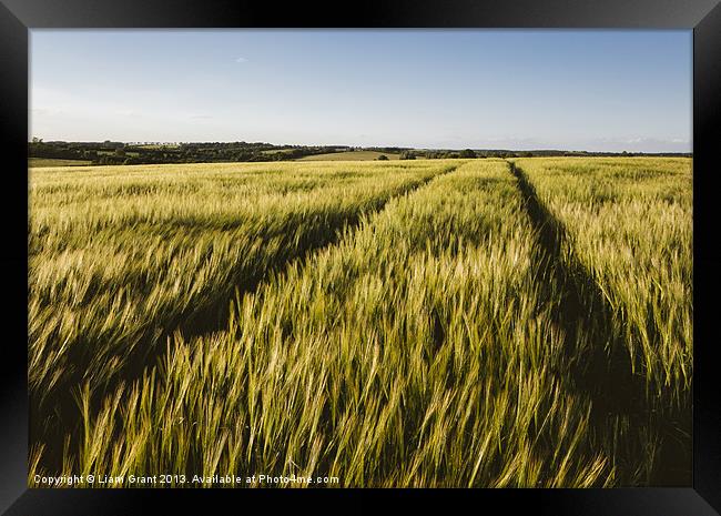Evening sunlight on a field of barley. Framed Print by Liam Grant