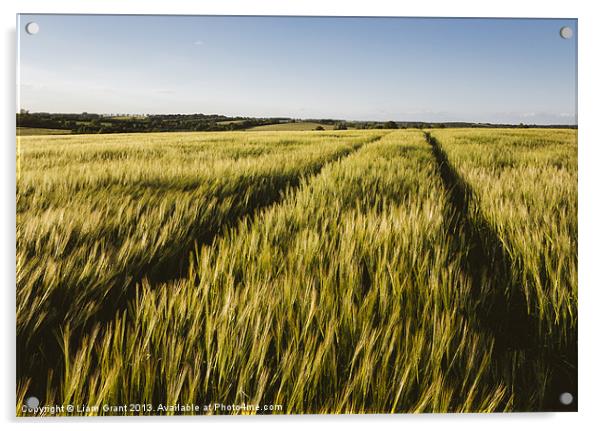 Evening sunlight on a field of barley. Acrylic by Liam Grant