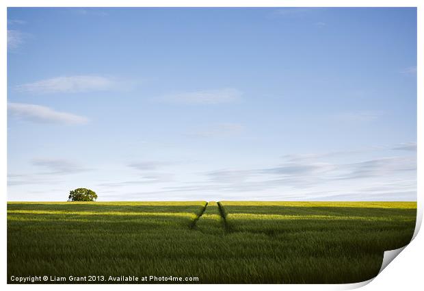 Evening sunlight on a field of barley. Print by Liam Grant