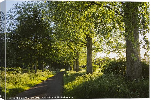 Evening sunlight over a road lined with Poplar tre Canvas Print by Liam Grant