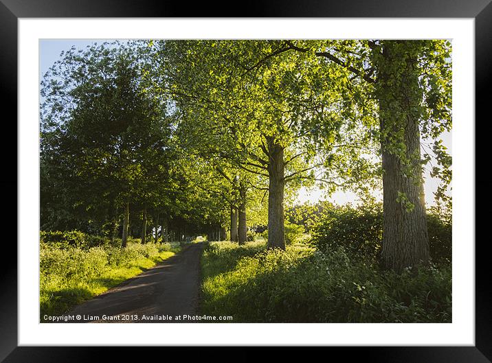Evening sunlight over a road lined with Poplar tre Framed Mounted Print by Liam Grant