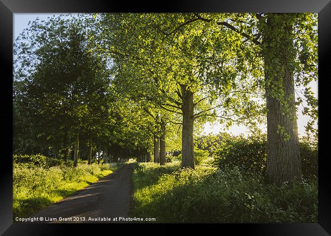 Evening sunlight over a road lined with Poplar tre Framed Print by Liam Grant