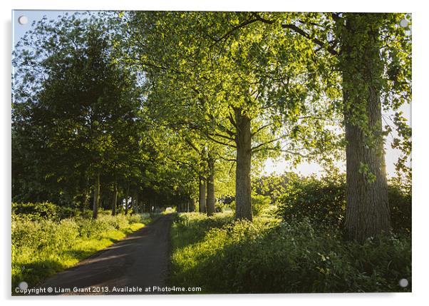 Evening sunlight over a road lined with Poplar tre Acrylic by Liam Grant