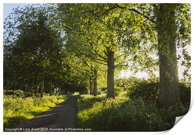 Evening sunlight over a road lined with Poplar tre Print by Liam Grant