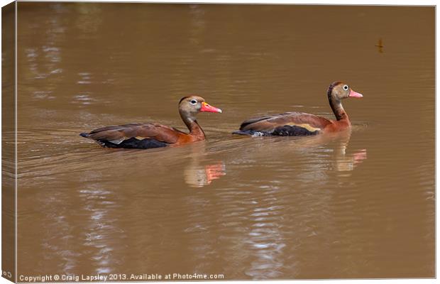 black bellied whistling ducks Canvas Print by Craig Lapsley