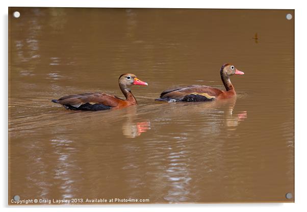 black bellied whistling ducks Acrylic by Craig Lapsley