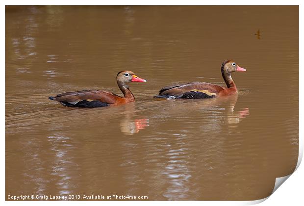 black bellied whistling ducks Print by Craig Lapsley