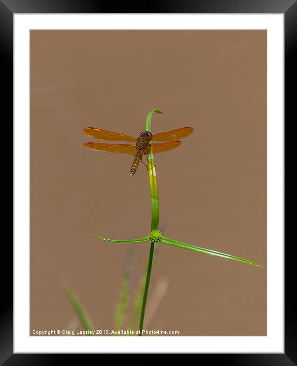 brown winged dragonfly Framed Mounted Print by Craig Lapsley