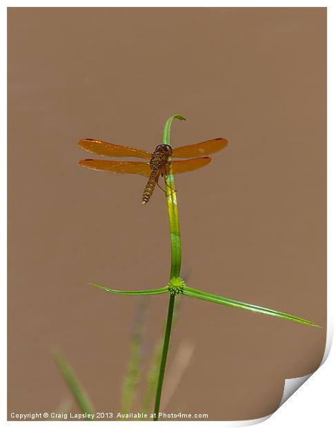 brown winged dragonfly Print by Craig Lapsley