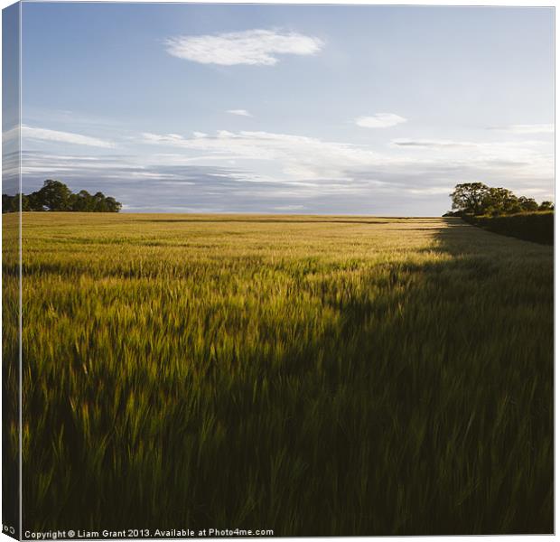 Evening sunlight on a field of barley. Canvas Print by Liam Grant
