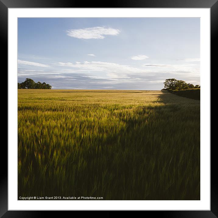 Evening sunlight on a field of barley. Framed Mounted Print by Liam Grant