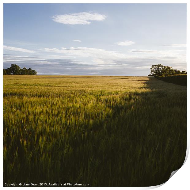 Evening sunlight on a field of barley. Print by Liam Grant