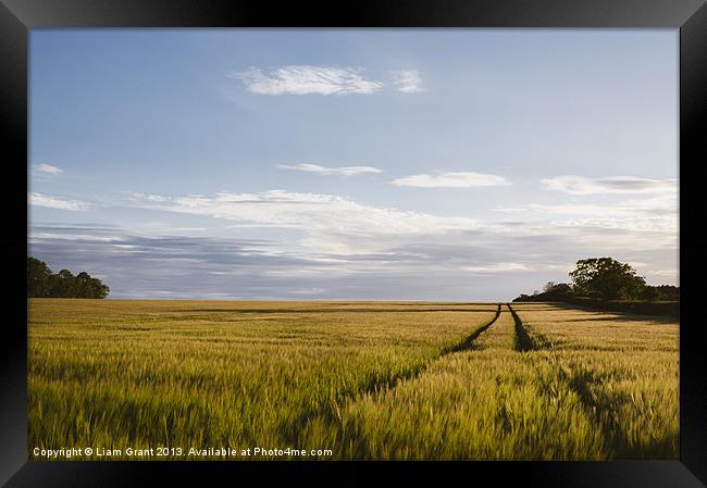Evening sunlight on a field of barley. Framed Print by Liam Grant