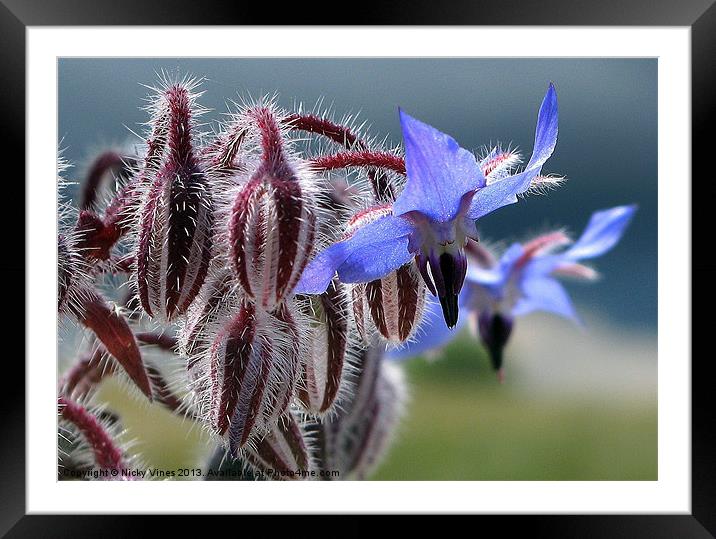 Wild Borage Framed Mounted Print by Nicky Vines