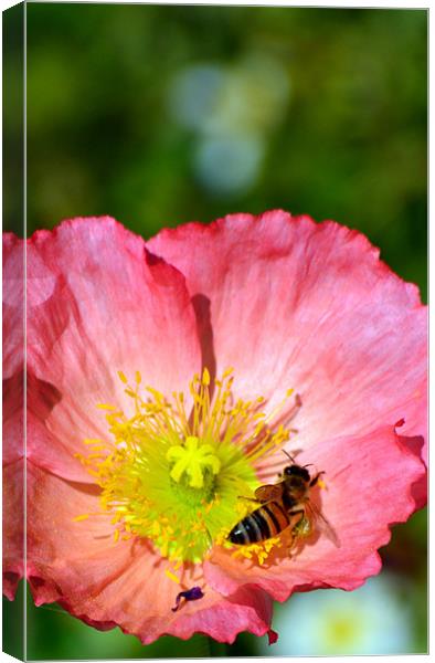 Wasp in a Poppy Canvas Print by Hamid Moham